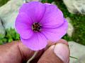 Woolly-Stamen Geranium